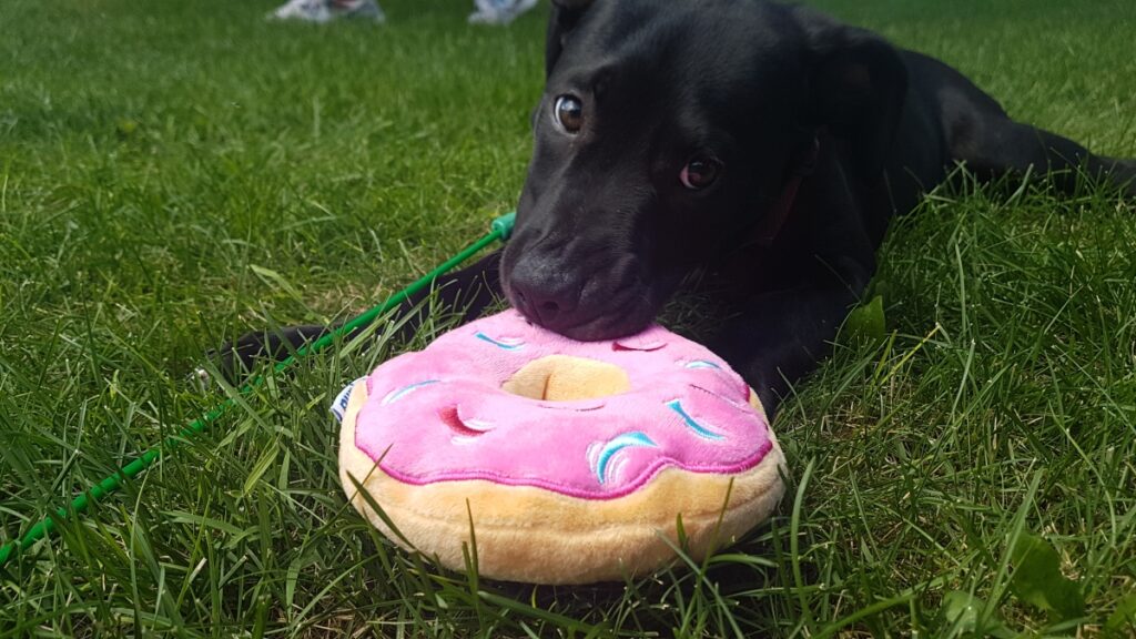 Raider With PupJoy Donut Dog Toy
